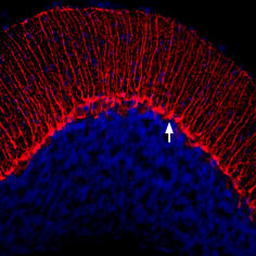 KV1.3 (KCNA3) (extracellular) Antibody in Immunohistochemistry (Frozen) (IHC (F))