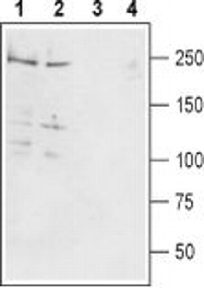 SCN1A Antibody in Western Blot (WB)