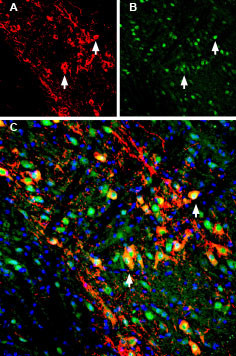Kir3.2 (KCNJ6) Antibody in Immunohistochemistry (Frozen) (IHC (F))