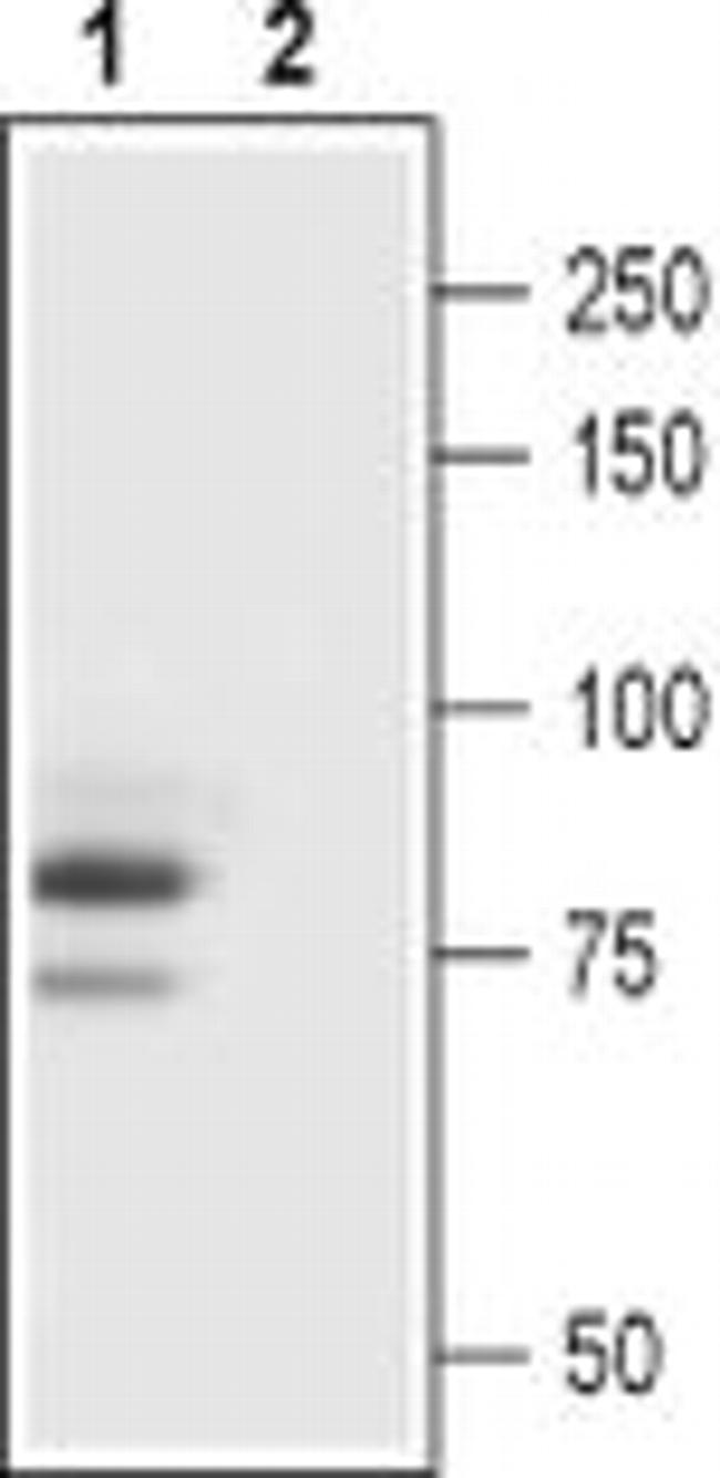 TRPC3 Antibody in Western Blot (WB)