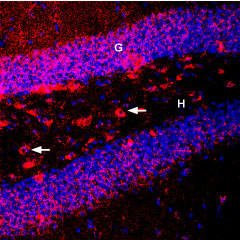 BDNF Antibody in Immunohistochemistry (Frozen) (IHC (F))