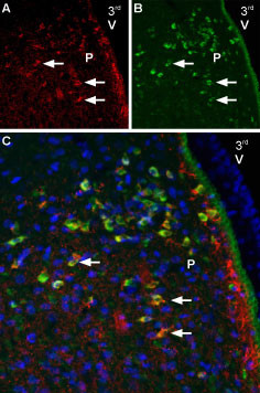 SCN2A Antibody in Immunohistochemistry (Frozen) (IHC (F))