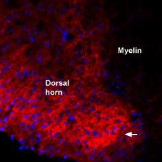 proBDNF Antibody in Immunohistochemistry (Frozen) (IHC (F))