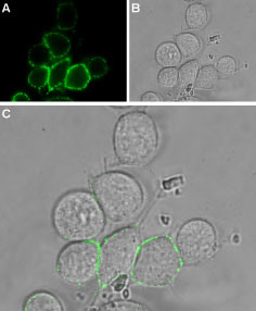 TRPV2 (extracellular) Antibody in Immunocytochemistry (ICC/IF)