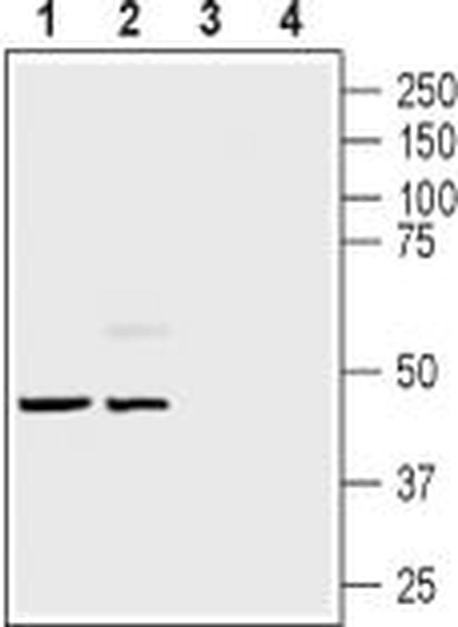 Endothelin B Receptor Antibody in Western Blot (WB)
