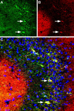 KV4.2 (KCND2) Antibody in Immunohistochemistry (Frozen) (IHC (F))