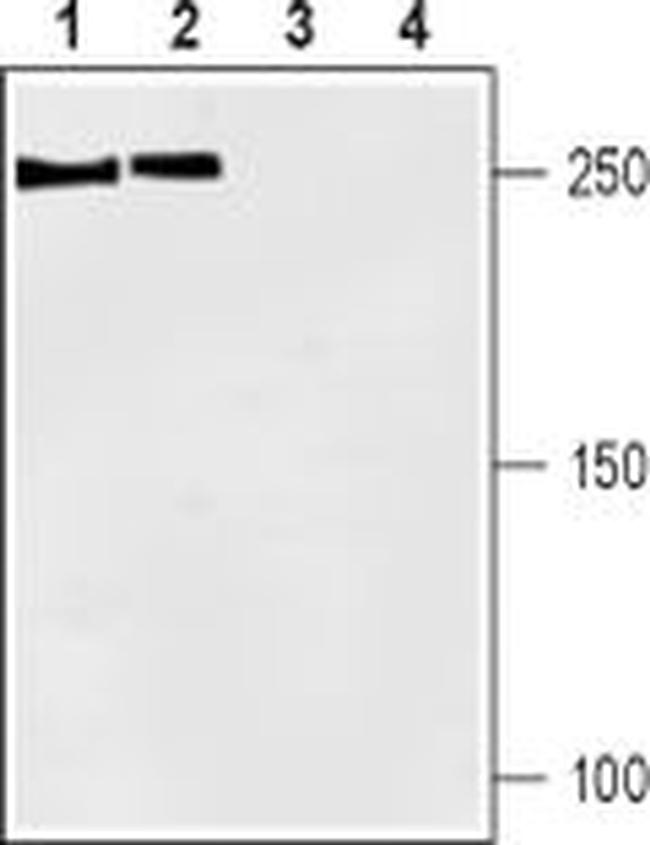 SCN1A Antibody in Western Blot (WB)