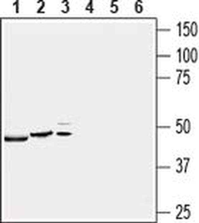 P2X4 Antibody in Western Blot (WB)