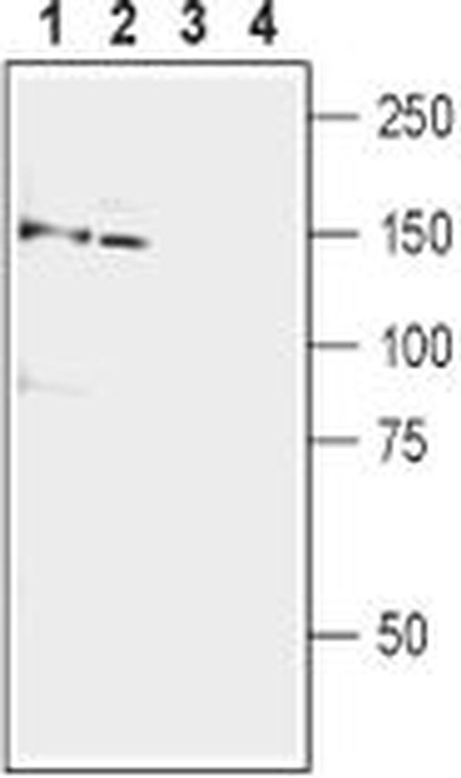 mGluR5 (extracellular) Antibody in Western Blot (WB)