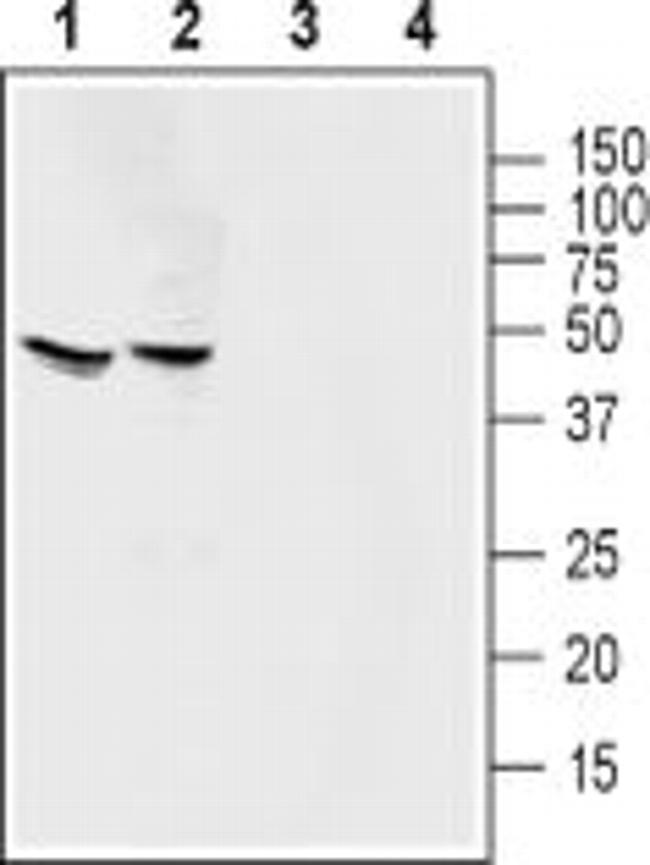 MAS1 Antibody in Western Blot (WB)