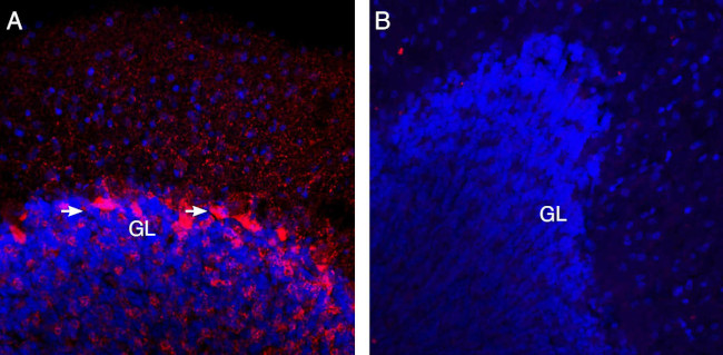 VGAT Antibody in Immunohistochemistry (Frozen) (IHC (F))