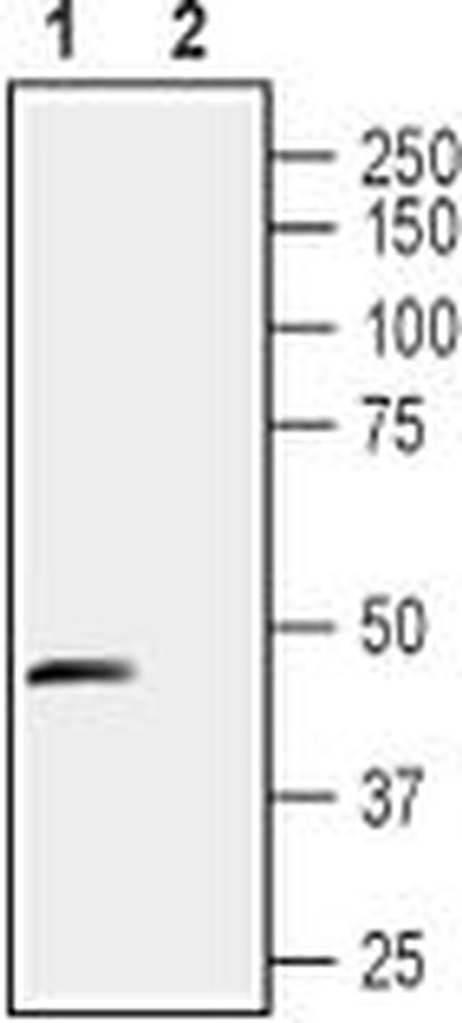 STOML1 (extracellular) Antibody in Western Blot (WB)