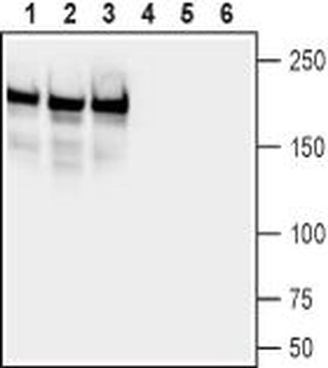 Neurofascin Antibody in Western Blot (WB)