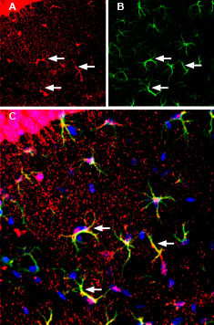 MCT1 (extracellular) Antibody in Immunohistochemistry (Frozen) (IHC (F))