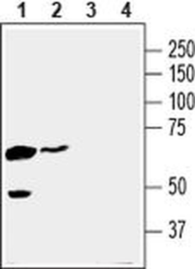 SLC16A3 Antibody in Western Blot (WB)