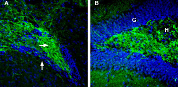 Synapsin II Antibody in Immunohistochemistry (Frozen) (IHC (F))