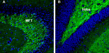 Synapsin 3 Antibody in Immunohistochemistry (Frozen) (IHC (F))