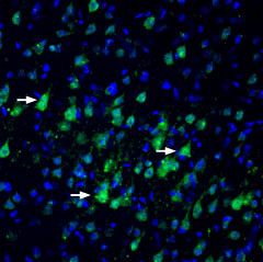 Nectin 3 (extracellular) Antibody in Immunohistochemistry (Frozen) (IHC (F))