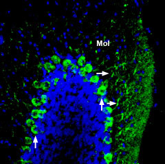 ADAM22 (extracellular) Antibody in Immunohistochemistry (Frozen) (IHC (F))