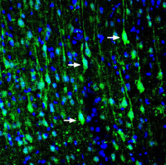 LRRTM1 (extracellular) Antibody in Immunohistochemistry (Frozen) (IHC (F))