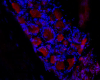 HCN3 Antibody in Immunohistochemistry (Frozen) (IHC (F))