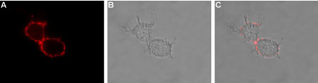 HCN3 (extracellular) Antibody in Immunocytochemistry (ICC/IF)