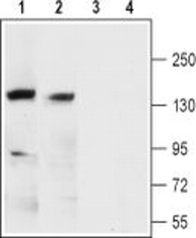 KCNMA1 (extracellular) Antibody in Western Blot (WB)