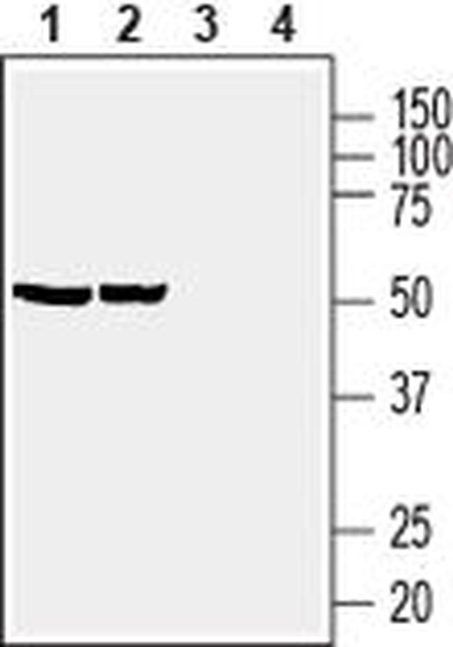 PTGER4 Antibody in Western Blot (WB)