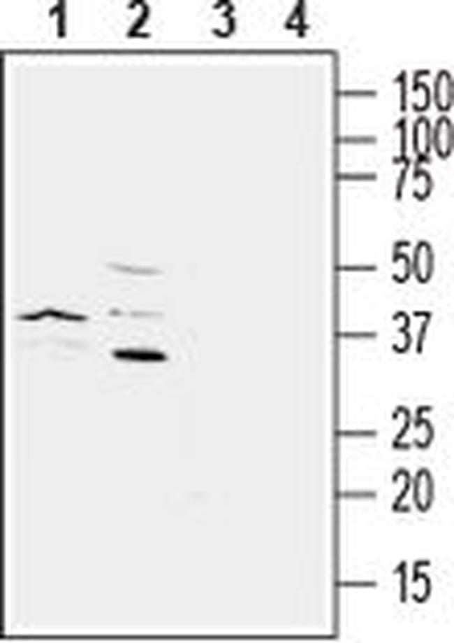 P2Y6 (extracellular) Antibody in Western Blot (WB)