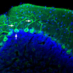 AKAP12 Antibody in Immunohistochemistry (Frozen) (IHC (F))