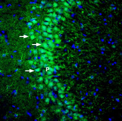 SAPAP1 Antibody in Immunohistochemistry (Frozen) (IHC (F))