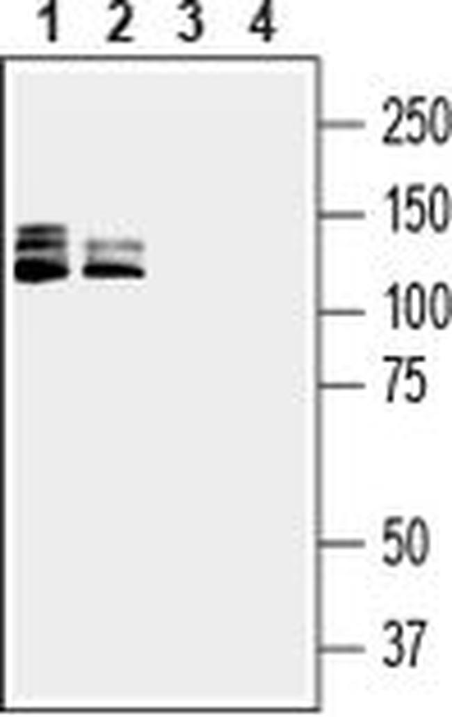 CD100 (extracellular) Antibody in Western Blot (WB)