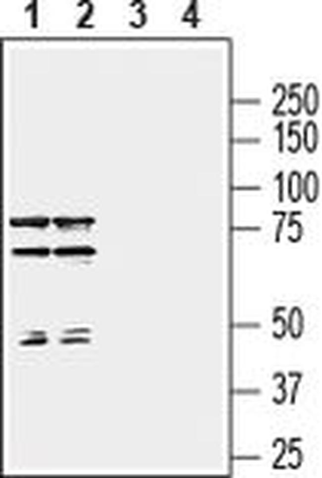 SEMA7A (extracellular) Antibody in Western Blot (WB)