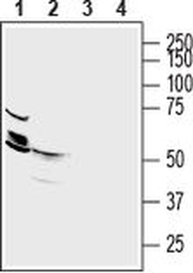 SLC30A2 Antibody in Western Blot (WB)