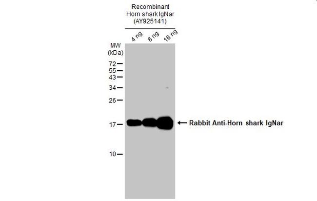 Horn shark IgNar Antibody in Western Blot (WB)