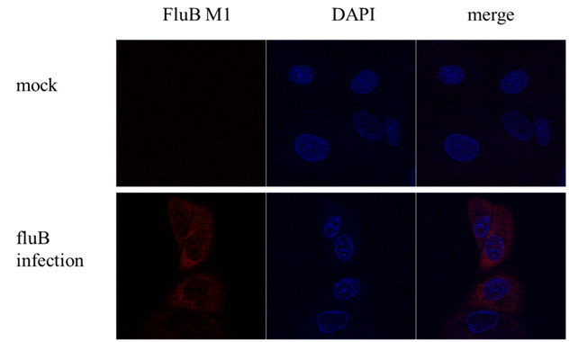 Influenza B M Antibody in Immunocytochemistry (ICC/IF)