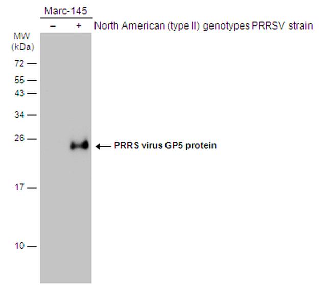 PRRS Virus GP5 Protein Antibody in Western Blot (WB)
