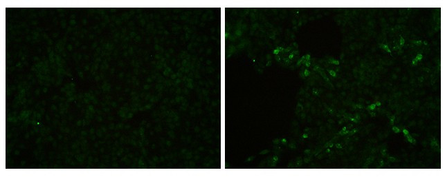 PRRS Virus M Protein Antibody in Immunocytochemistry (ICC/IF)