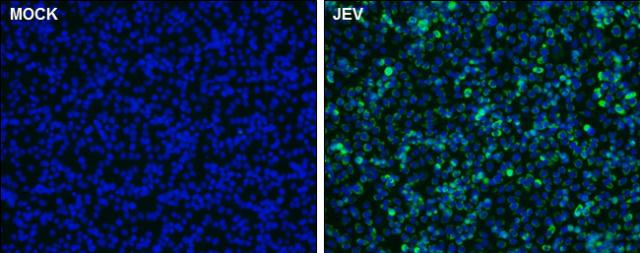 Japanese Encephalitis Virus NS1 Antibody in Immunocytochemistry (ICC/IF)