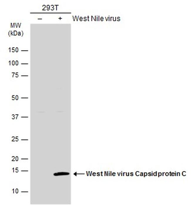 West Nile Virus Capsid Protein C Antibody in Western Blot (WB)
