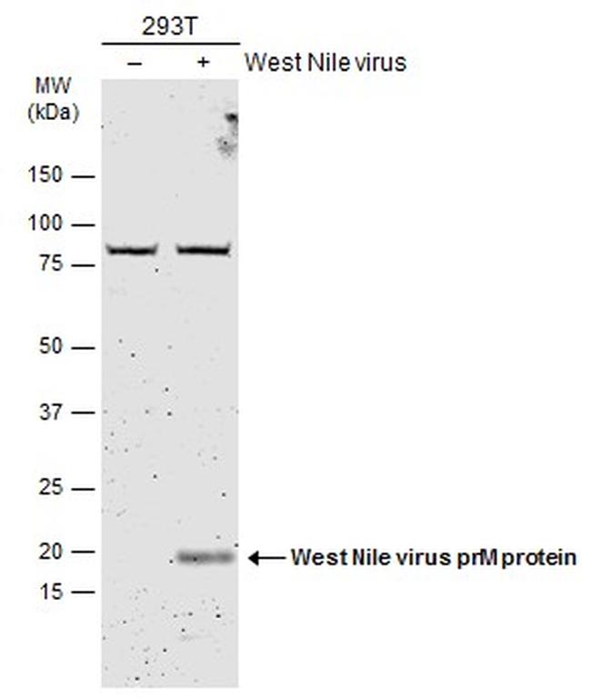 West Nile Virus prM Protein Antibody in Western Blot (WB)