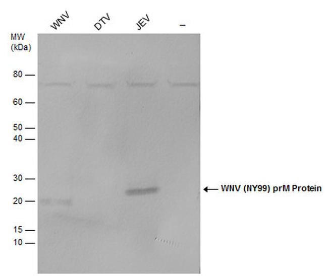West Nile Virus prM Protein Antibody in Western Blot (WB)