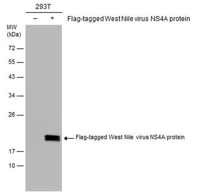 West Nile Virus NS4A Protein Antibody in Western Blot (WB)