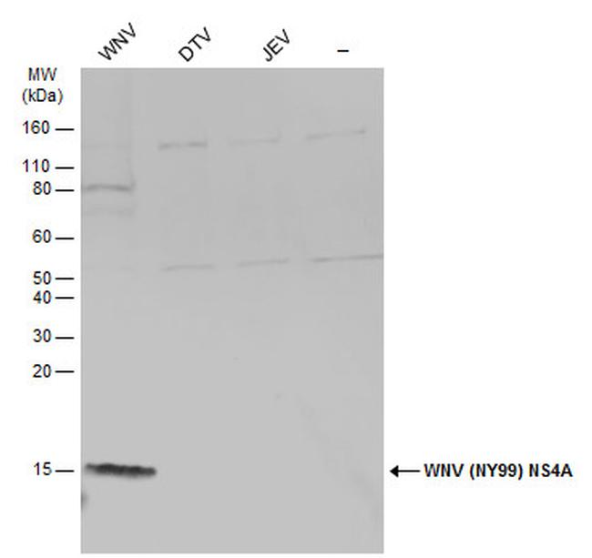West Nile Virus NS4A Protein Antibody in Western Blot (WB)