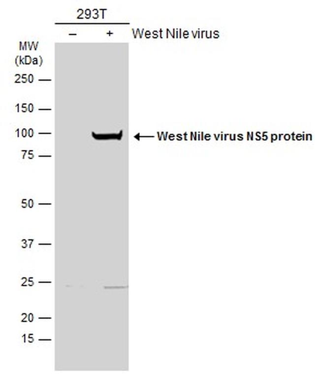 West Nile Virus NS5 Protein Antibody in Western Blot (WB)