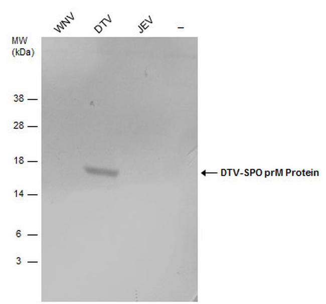 Powassan Virus prM Protein Antibody in Western Blot (WB)