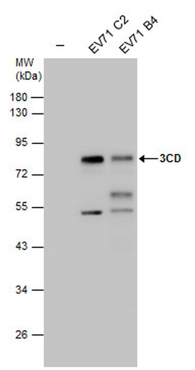 Enterovirus 71 3CD Antibody in Western Blot (WB)