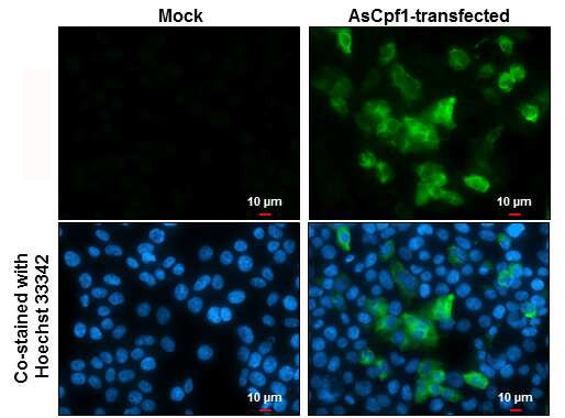 CPF1 Antibody in Immunocytochemistry (ICC/IF)