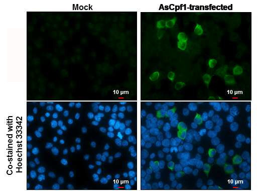 CPF1 Antibody in Immunocytochemistry (ICC/IF)