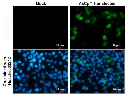 CPF1 Antibody in Immunocytochemistry (ICC/IF)
